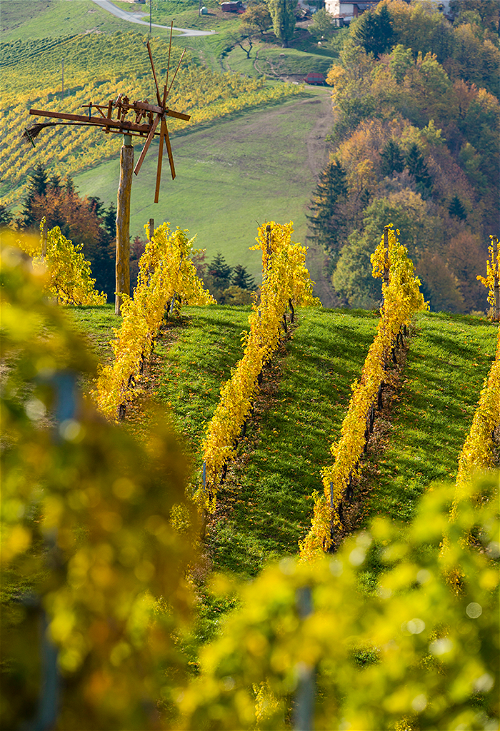 Dem  SteirischeN Sauvignon blanc gelingt es sowohl als Gebiets-, Orts- und Riedenwein, die Weinfreunde zu überzeugen.