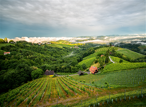 Wo anderen Sorten angesichts der Steilheit des Geländes schwindelig wird, da fühlt sich der Sauvignon Blanc wie im Rebenparadis.