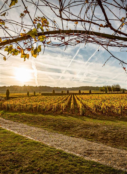 Die spezielle Geologie der Region im Süden von Epernay – hier regiert das Kalkgestein – ist ideal für Chardonnay wie der für den Blanc de Blancs von Delamotte.
