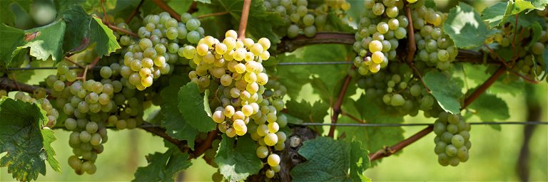 Chardonnay-Trauben wie gemalt, und ein Wein voller Kalk-Würze: Weingut Bergdolt in Duttweiler.