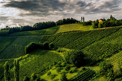 In den steilen Weingärten des Sausals wachsen Trauben für außer- gewöhnliche Schaumweine. Hannes Harkamp gilt als Wegbereiter dieses Weinstils. 