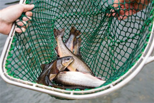 Bevor man sie genießen kann, muss man die Fische fangen. In den Seen 
des Steirischen Salzkammerguts werden die köstlichen Wasserbewohner schonend und nachhaltig mit Fangnetzen aus den Seen gezogen.