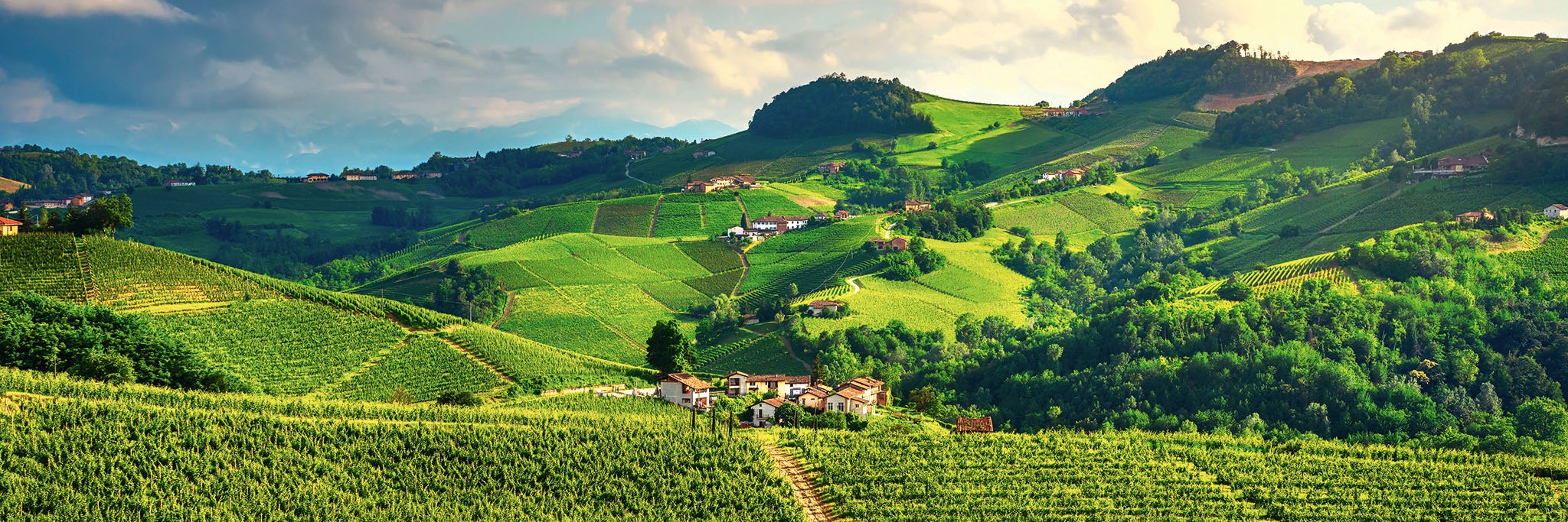 Im Piemont wächst nicht nur großartiger Rotwein, auch feiner Weißwein ist hier zu finden.