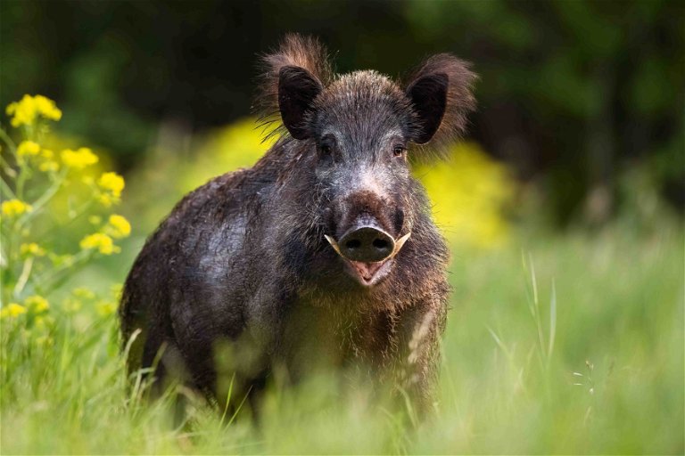 Von allen Wildarten hat das Wildschwein den höchsten Fettanteil. Der sorgt dafür, dass sein dunkelrotes Fleisch als besonders aromatisch wahrgenommen wird.