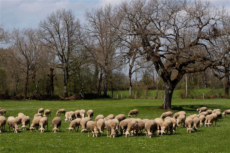 Die einheimischen Lacaune-Schafe sind optimal an das raue Klima der Hochebene um Roquefort-sur-Soulzon angepasst. 