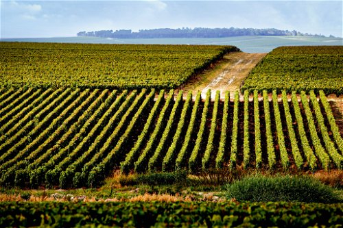 Chardonnay nimmt rund ein Drittel der Weingärten der Champagne-Region ein, am besten wächst er in der Côte de Blancs.