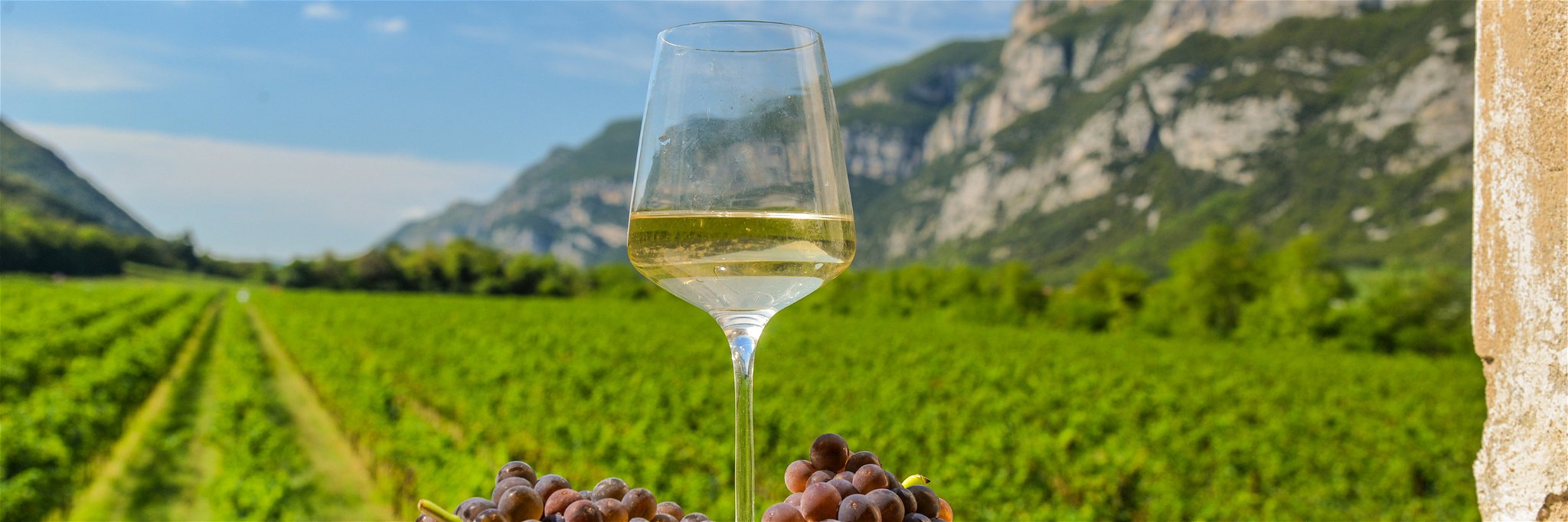 Ideale Bedingungen für den Anbau von Pinot Grigio.
