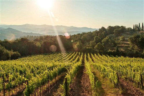 Best vineyards around the Tenuta di Carleone.