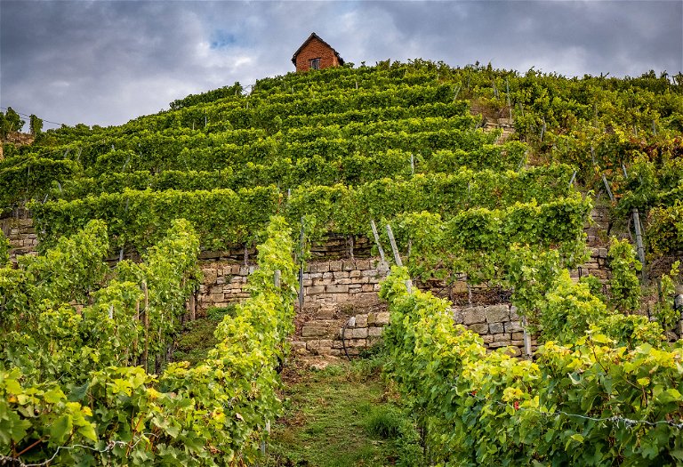 Terrassenweinberge wie hier bei der Cannstatter Genossenschaft Weinfactum sind nur in mühsamer Handarbeit zu bewirtschaften. Rechts: Lemberger-Lese beim Weingut Drautz-Able in Heilbronn.