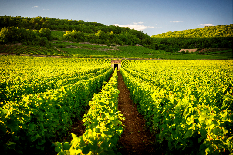 Wundervolle Weinlagen im französischen Burgund.