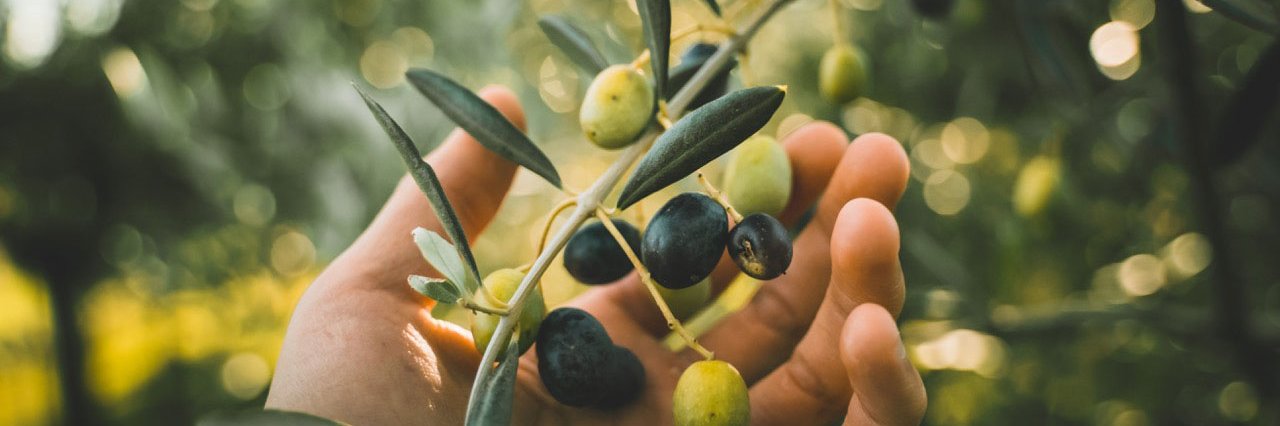 Oliven gelten in der Küche mittlerweile als unverzichtbar.