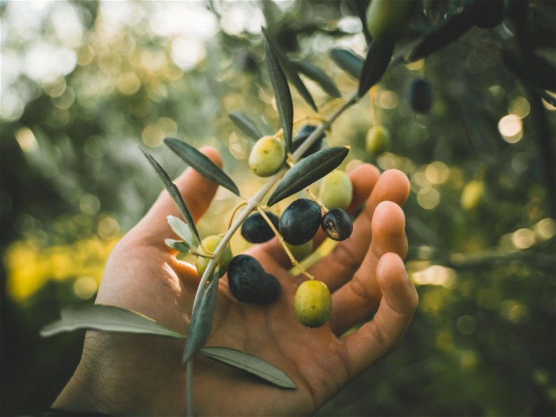 Oliven gelten in der Küche mittlerweile als unverzichtbar.
