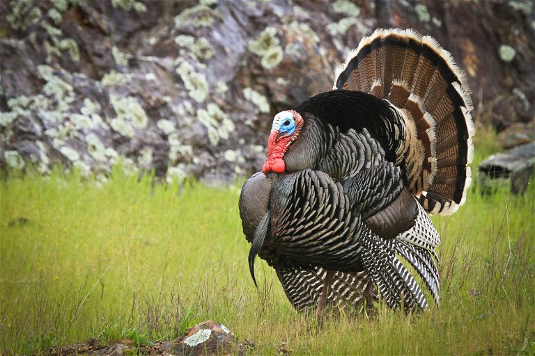 Entgegen der kollektiven Annahme, wurde bei den ersten Thanksgiving-Feierlichkeiten kein Truthahn gereicht, sondern eher Wild.