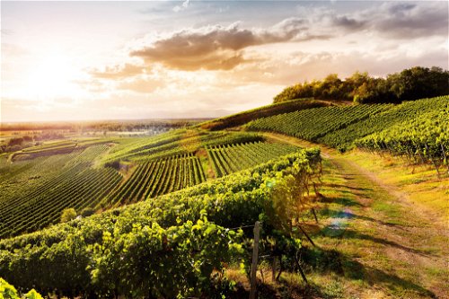 Der Kaiserstuhl – hier bei 
Oberrotweil und dem Weingut Salwey – ist die berühmteste Grauburgunder-Herkunft 
hierzulande.