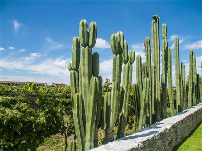 Das Klima der meisten mexikanischen Weinregionen würde man in Europa als mediterran beschreiben, wie hier im Nordwesten der Hauptstadt Mexiko-Stadt.