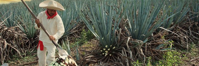 Bei der Ernte werden die scharfen Blätter der Agave manuell abgehobelt. Jährlich werden ca. 2,3 Millionen Tonnen der Blauen Agave  (Agave tequilana) verarbeitet.  