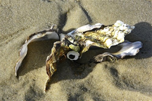 Austernschale im Sand.