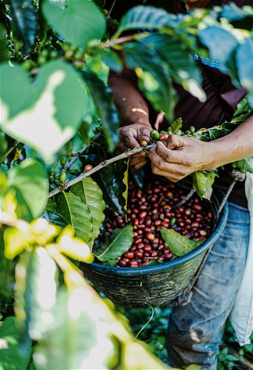 Die weltweite Nachfrage nach Kaffee ist so groß, dass Kaffeepflanzen meist in Monokulturen angebaut werden. Eigentlich benötigen sie aber Schatten spendende Bäume – und diese Mischkulturen wären sehr gut für die Biodiversität.