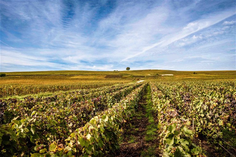 Die Maison Laurent-Perrier liegt im Herzen der drei wichtigsten Weinanbaugebiete der Marne: Montagne de Reims, Vallée de la Marne und Côte des Blancs.