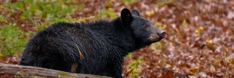 Schwarzbär im Great-Smoky-Mountains-Nationalpark