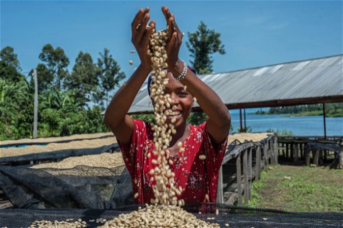 Kaffee ist in vielen Entwicklungsländern der größte Erwerbszweig. Laut Schätzungen ernährt der Kaffeeanbau weltweit etwa 25 Millionen Familien