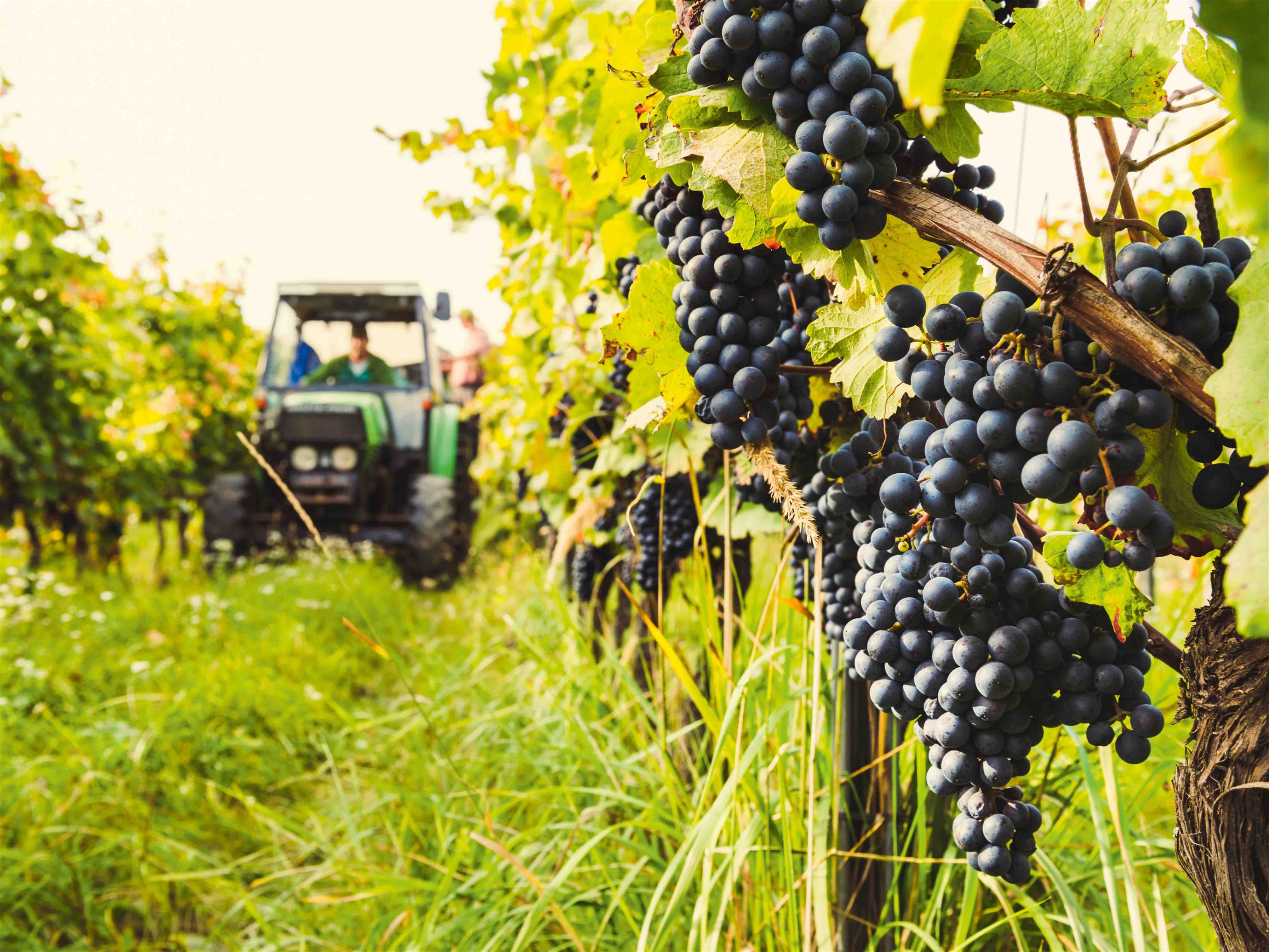Blaufränkisch ist wohl die wertvollste autochthone Rotweinsorte Österreichs und sorgt auch bei der internationalen Weinpresse regelmäßig für Furore.
