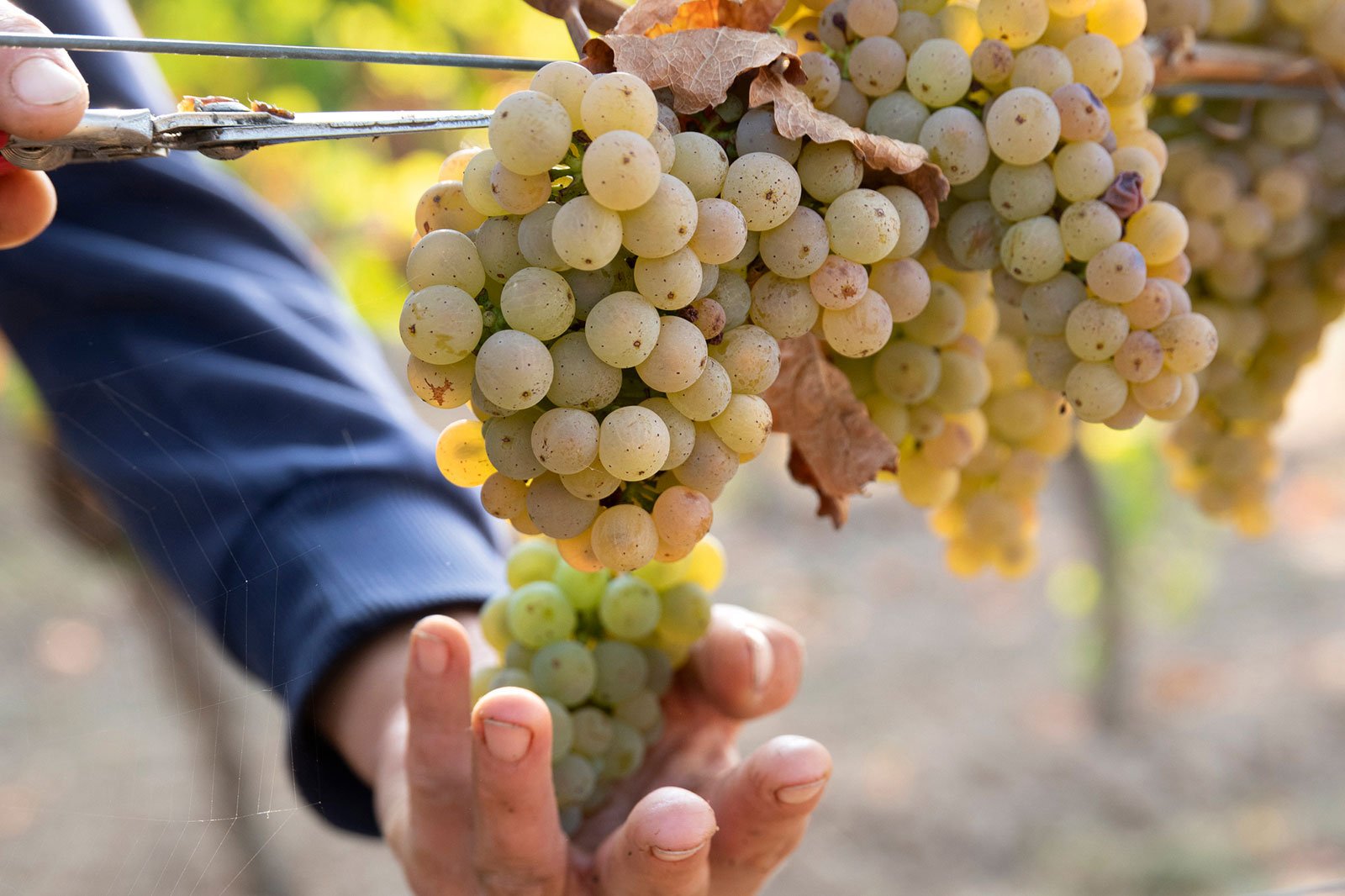 Fürs Weinmachen hat Knipser eine einfache Formel: »Ein guter Winzer nimmt gute Trauben.«