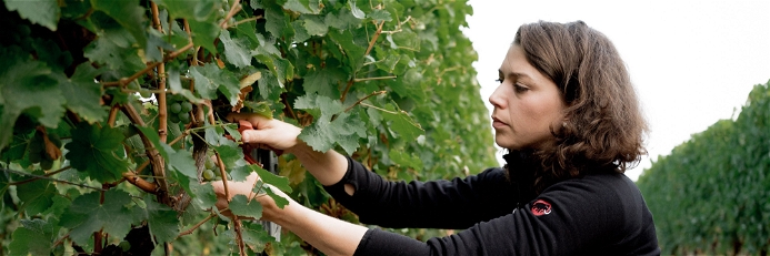 Die Reben profitieren von der kühlen Höhenlage – und von äußerst sorgfältigem Weinbau.