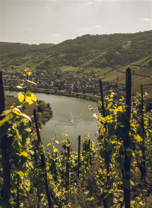 Auch in Luxemburg findet der Weinbau meist in Steillagen statt. 
