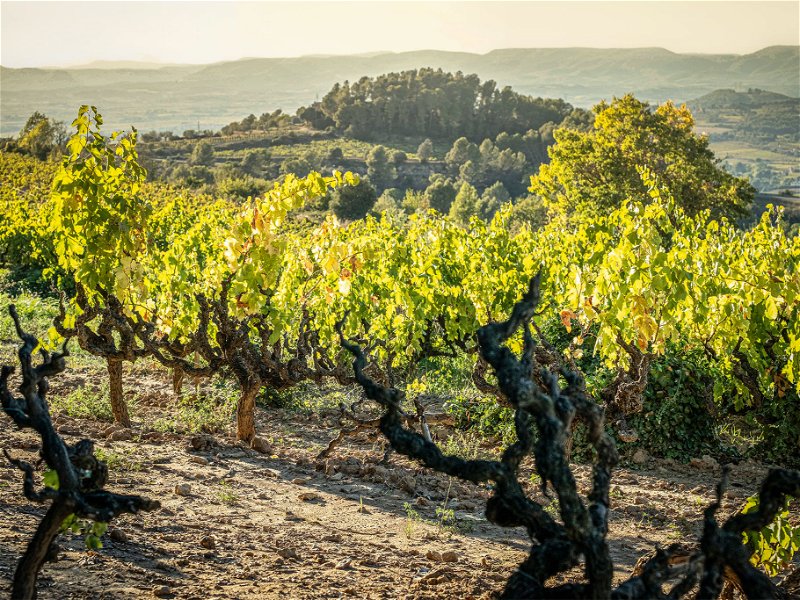 Aus Spanien kommen Schaumweine, die ihren ganz eigenen Charakter haben. Der Schwerpunkt der Cava-Produktion liegt in Katalonien, wo sich die meisten Weinbauorte befinden