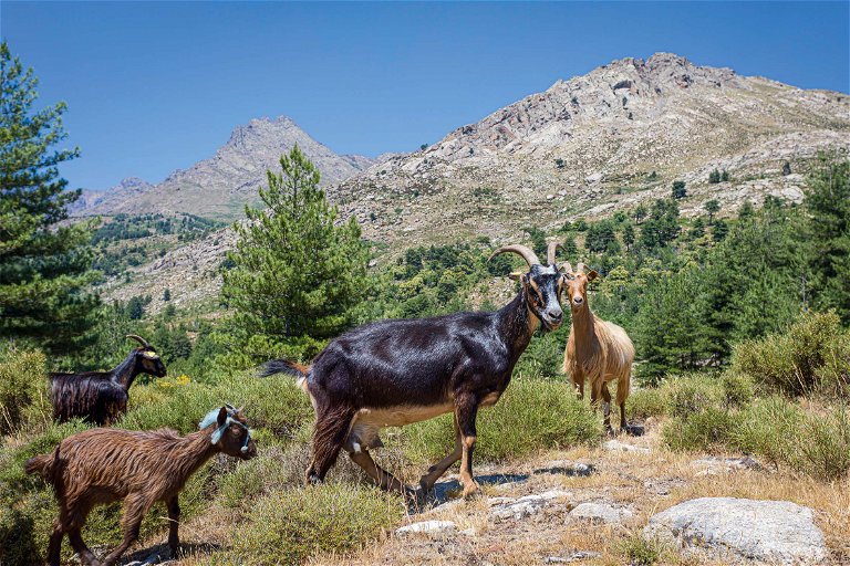 Korsika. Der Süden Frankreichs und auch die Insel Korsika eignen sich vor allem für die Haltung von Ziegen und Schafen – das prägt auch die Käsesorten.