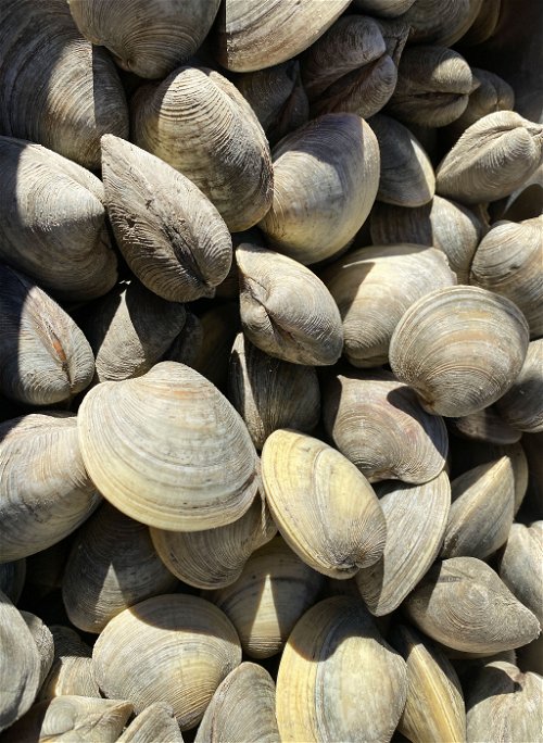 In addition to fruit and vegetables, fresh mussels are also available here in season.