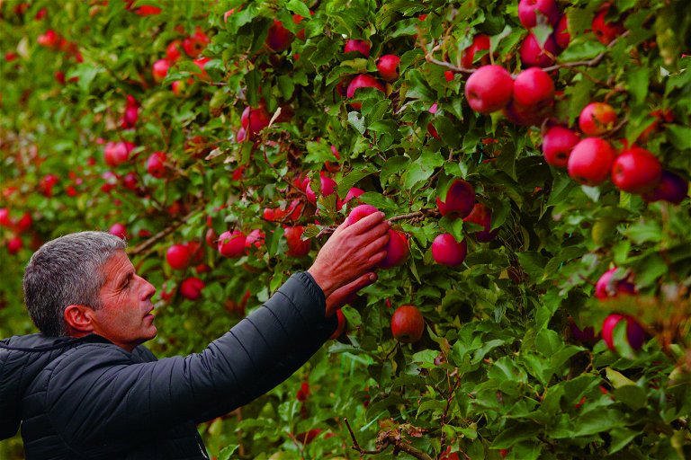 Pinke Ernte: Seit 25 Jahren lebt Christoph Weiß in Südfrankreich. Auf 40 Hektar züchtet er die Apfelsorte »Pink Lady«.