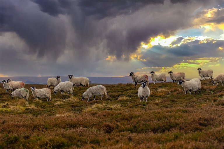 Die vielen Schafe, die in Britannien weiden, tragen im Verhältnis wenig zu der  britischen Käsekultur bei, die zumeist  auf Kuhmilch basiert.