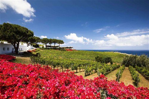 Capofaro weiß nicht nur mit Wein und Panorama zu begeistern, sondern auch mit üppiger Blütenpracht. 