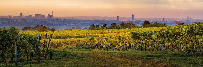 Die Stadt so nah… Von den Weingärten am Nussberg bietet sich ein stimmungsvoller Blick auf die Metropole.