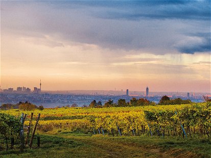 Die Stadt so nah… Von den Weingärten am Nussberg bietet sich ein stimmungsvoller Blick auf die Metropole.