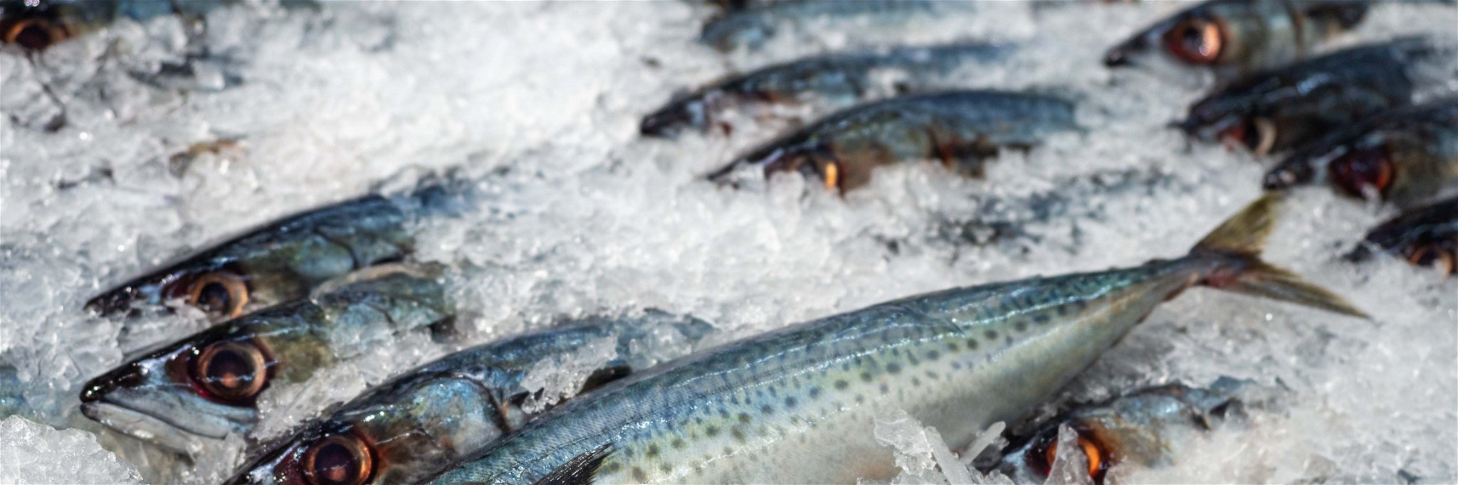 Der Handel mit Süß- und Salzwasserfischen hat in Österreich eine lange Tradition, und die Beliebtheit von frischem Fisch ist ungebrochen.
