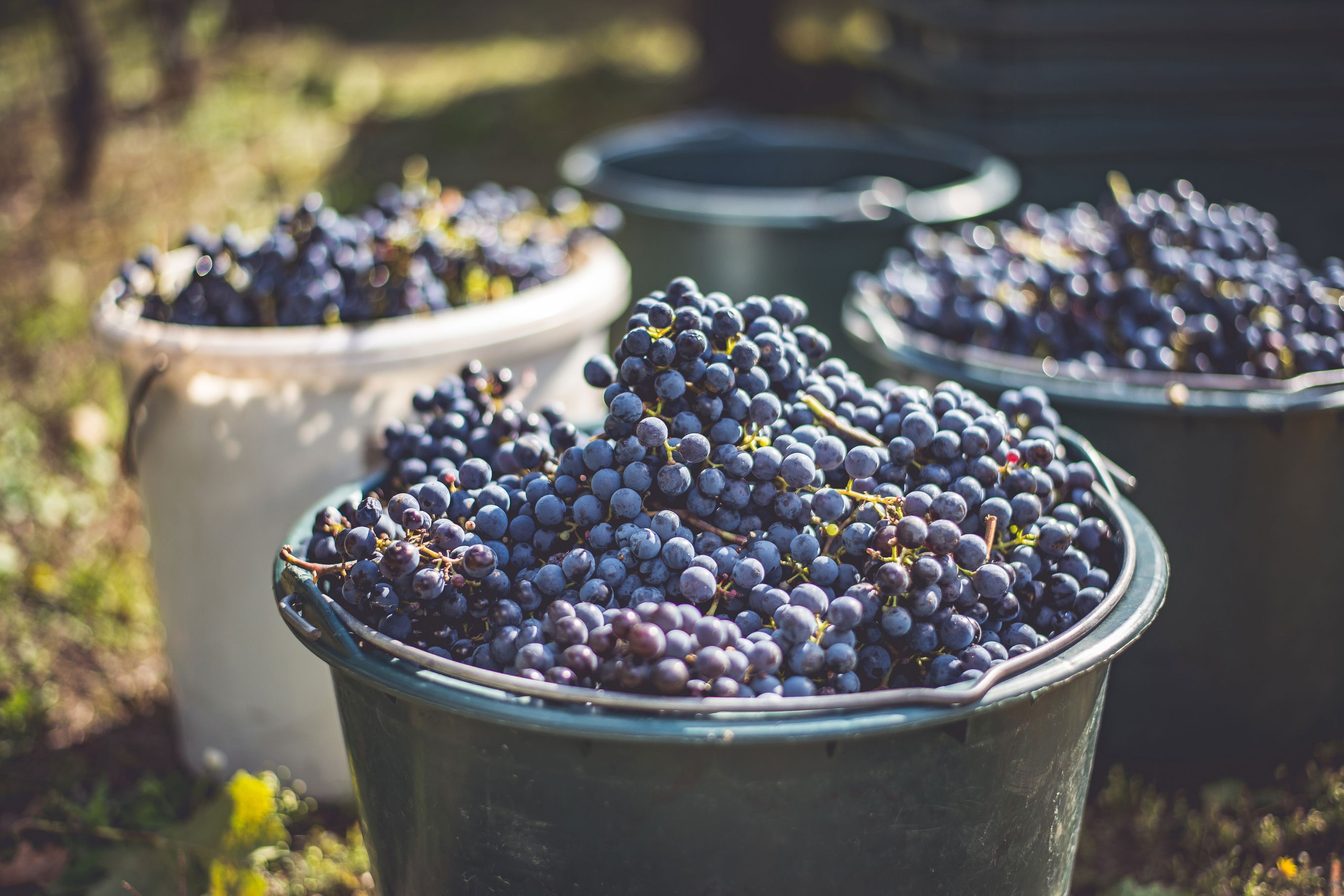 The International Success of Cabernet Sauvignon: From Bordeaux to Global Consumption of 1.4 Billion Liters in 2019