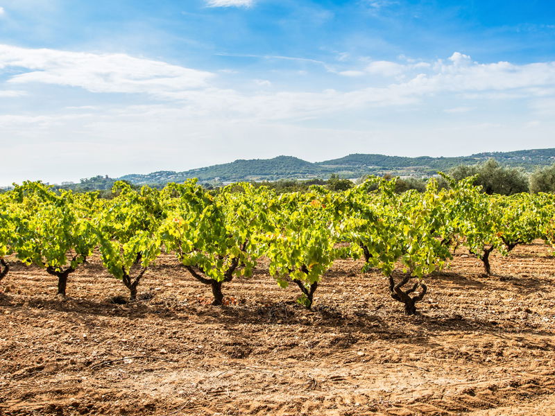 Sparkling wines from Spain have their very own character. The main focus of cava production is in Catalonia, where most of the vineyards are located