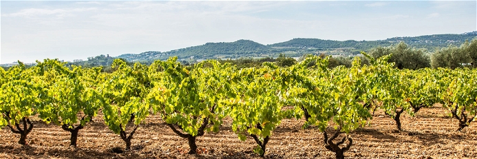 Sparkling wines from Spain have their very own character. The main focus of cava production is in Catalonia, where most of the vineyards are located