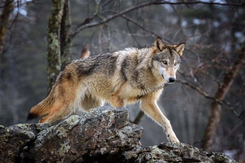 Der Wolf kennt keine Waidgerechtigkeit und keine Schonzeiten: Die Raubtiere handeln nur nach Instinkt – 
und machen den Jägern die Arbeit nicht leichter.