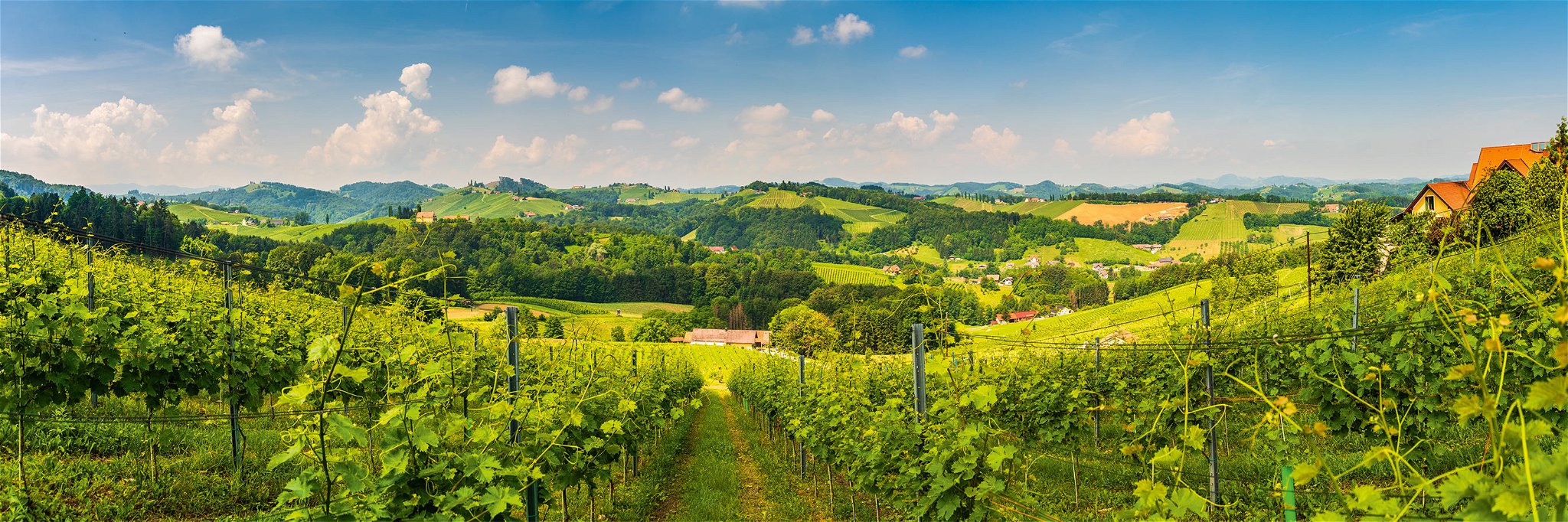 Bei Lidl findet man die besten Weine aus Österreich.