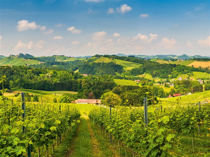 Bei Lidl findet man die besten Weine aus Österreich.