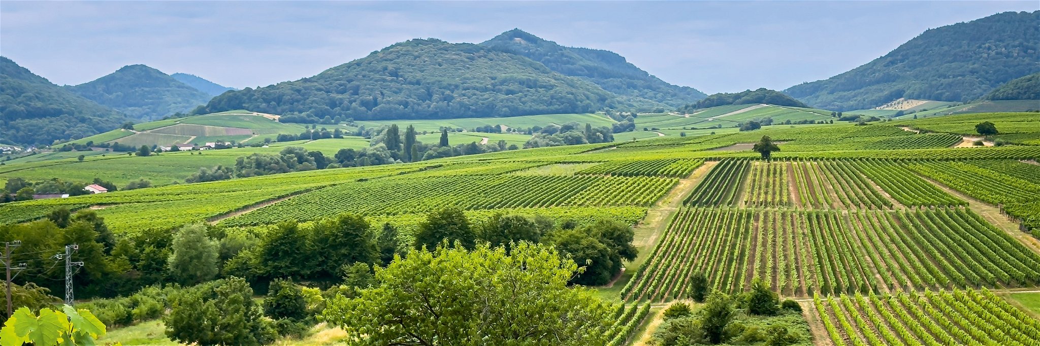 Die Pfalz ist das zweitgrößte Weinbaugebiet in Deutschland.