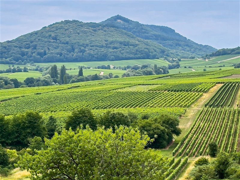 Die Pfalz ist das zweitgrößte Weinbaugebiet in Deutschland.
