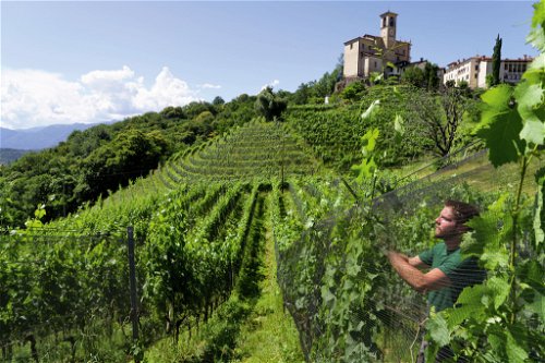 Das Weingut Vinattieri baut die Trauben für seinen Vinattieri Rosso in den besten Lagen des Tessins an. Hier bei Castelrotto mit der Kirche San Nazaro im Hintergrund.