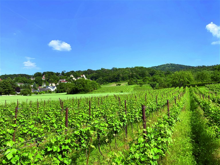 Das typische sanfte Hügelprofil am Saum des Odenwalds, hier in den Weinbergen des Weinguts Simon-Bürkle.