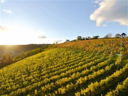 Die Toplagen ­im Kessel der Region Eisenberg ergeben einige der besten Blaufränkisch-Weine des Landes.