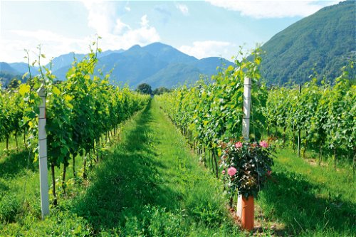 Das Tessin verfügt über diverses Terroir: hier Weinberge im Flussdelta der Maggia in der Nähe von Ascona und Locarno.